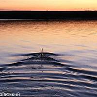 В річку Південний Буг з моря заплив дельфін
