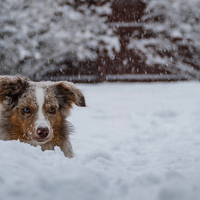 Сніг, мороз, місцями потепління: якою буде погода в Україні у грудні