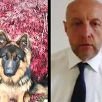 Жителька Ужгорода: Наша Кенді помepла. Ні. Не через хворобу чи нещасного випадку. Їй було всього 10 місяців. Її отруїло це дявольське утворення...