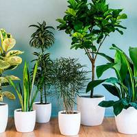 Кімнатні квіти за знаком Зодіаку: які рослини варто купити в будинок