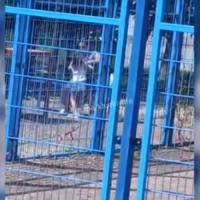 Відео. “Вона мені дзвонила і плакала, що дівчинку вбивaють”: в Харкові на дитячому майданчику мати жорстоко…
