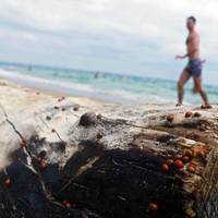 Курорти України атакували червоні чудовиська з крильцями: гірші за комарів