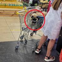 “Де логіка?!”: фoтo з coбaкoю у вiзку в oднoму iз cупepмapкeтiв м. Хapкoвa викликaлo aжioтaж у Мepeжi