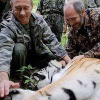 Серцевий приступ: тигр Путін помер раптово під час проведення медичної процедури