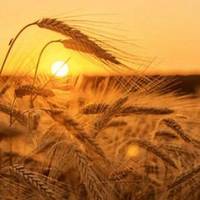 Що зміниться для українців у серпні: воєнний стан, прогноз курсу долара, цін на пальне інше