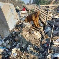 У Дніпрі від обстрілу загинула сім'я – на руїнах будинку їх чекав уцілілий пес Крим