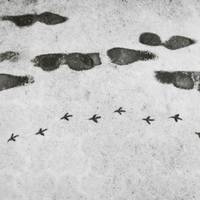 В Україні прогнозують перший сніг: коли і де чекати