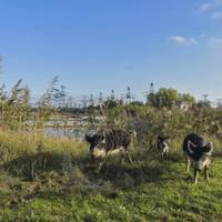 Своїми діями на ЗАЕС окупанти вбивають тварин – 