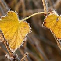 До України йде перше відчутне похолодання: коли очікувати