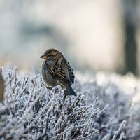 В Україну на Різдво прийшов мороз: прогноз погоди на 7 січня