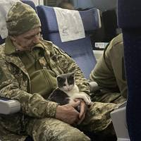 Привіз військовий з Бахмута: історія кота з потяга Краматорськ-Київ