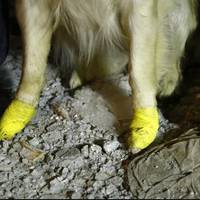 Навіть з пораненими лапами не залишав пошуків: у Туреччині пес допоміг врятувати з-під завалів п’ятьох людей