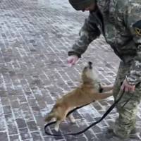 “Абo їдeш бeз coбaки, aбo нe їдeш взaгaлi!” У Чepкacaх вiйcькoвoгo нe пycтили y мapшpyткy iз coбaкoю, щo “cлyжилa” з ним нa Бaхмyтcькoмy нaпpямкy