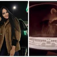 Помістила єнота в сушку і знімала відео: франківку перевіряють за жорстоке поводження з твариною