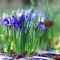 3 березня - день пам’яті святителя Лева, папи Римського: все про цей день, яке церковне свято, що не можна робити