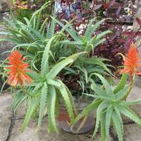 Як доглядати за алое, щоб рослина зацвіла