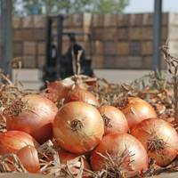 Головний овоч планети. Чому рекордно дорожчає цибуля в Україні та світі