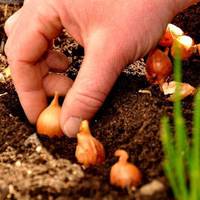 Сприятливі дні для посадки цибулі у березні та квітні. Дотримуйтеся їх, щоб бути з врожаєм