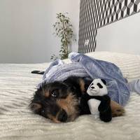 Била та поїла горілкою: у Києві поліцейські врятували цуценя