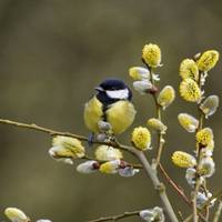 Вербоносиця 21 березня: де не можна спати жінкам і навіщо потрібно побити членів сім'ї, прикмети та заборони вівторка