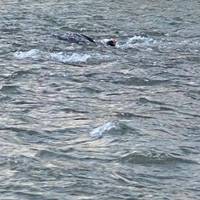 Втіктав від мобілізації: у річці на Закарпатті потонув порушник кордону