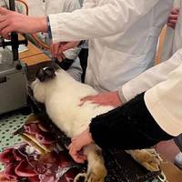 Катують тварин на парах: у Києві скандал з викладачем ветеринарної медицини