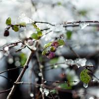 Чи будуть ще сніг та морози весною: синоптики здивували прогнозом