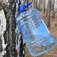 Обережно, штрафи: Де заборонено збирати березовий сік