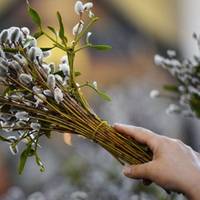 Вербна неділя: історія, традиції та заборони свята