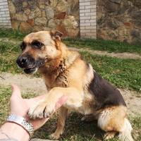 Ще житимеш довгі роки: щемлива історія прикордонника та собаки, яку він врятував поранену на Донеччині