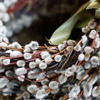 Вербна неділя 2023: що категорично заборонено робити в цей день