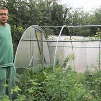 Вирощував коноплі для зняття болю: суд звільнив чоловіка від відповідальності через наркотики