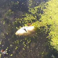 В Україні вперше розглянуть у суді справу про екоцид