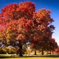 В Україні заборонили висаджувати горіх, дуб та клен: які ще рослини увійшли до списку