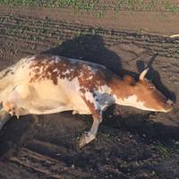 Поліція знайшла зловмисника, який тягнув корову за трактором і зґвалтував: в якому стані тварина