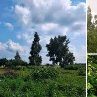 В Україні продають будинок із великим садом за 20 тис. грн: як виглядає і де знаходиться