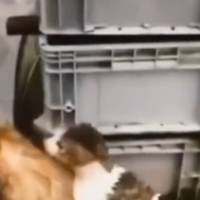 Відео з цим песиком потрібно показати ООН та Червоному Хресту, нехай зроблять висновки