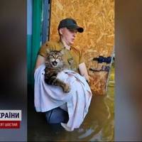 Врятований в Херсоні кіт мейн-кун став зіркою Мережі: як склалась подальша доля кота-гіганта