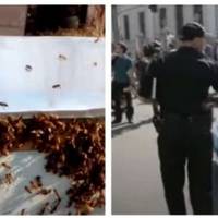 Одесит нацькував бджіл на поліцейських, які прийшли з перевіркою: суд виніс вирок