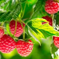 Поляки готують масштабну акцію протесту проти української малини