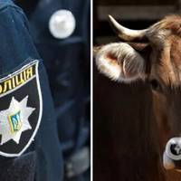 На Хмельниччині хлопець тягав корову за трактором і зґвалтував – поліція закрила справу