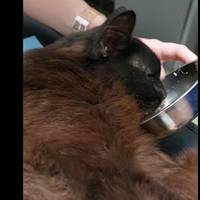 У Львові на 11 день після ракетного удару серед завалів знайшли кота