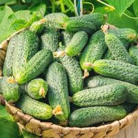 Ситуація на ринку: скільки зараз коштують огірки