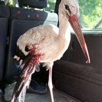 На Хмельниччині невідомі розстріляли гніздо сім’ї лелек: поліція відкрила справу