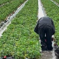 В дощ та у воді по коліна: заробітчани з України працюють, наче 