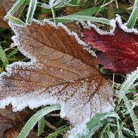 В Україні у вересні можливі перші заморозки. Синоптик розповів коли саме