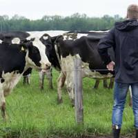 На Волині чоловіка судили за ухилення від мобілізації. Він пояснив, що не прибув у військкомат, бо пас корів