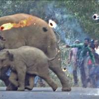 Моторошні кадри. В Індії слониху зі слоненям закидали палаючими гілками