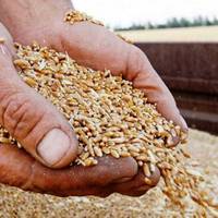 Зернова блокада: перша країна ЄС домовилася з Україною щодо зняття ембарго