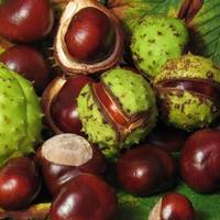 Золото під ногами: як знаючі люди використовують каштани